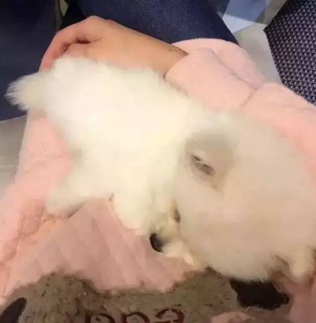 我有犬瘟,但感谢有你!