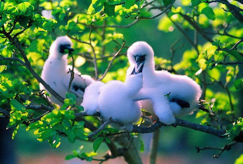 西沙群岛可以去旅游吗视频,到西沙群岛旅游全程费用