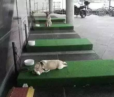 成都有哪些商场值得去,成都可以带宠物玩耍的地方