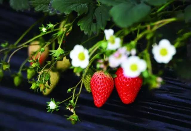 余杭最好吃的草莓,全国精品草莓金奖