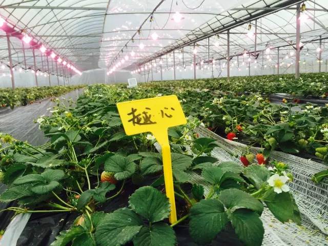 余杭最好吃的草莓,全国精品草莓金奖