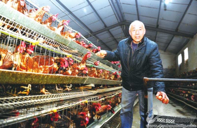 卖鸡赚黑心钱,买鸡卖蛋模式骗局