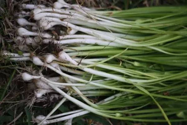 春天的野菜是大自然的馈赠,春天的野菜都是宝