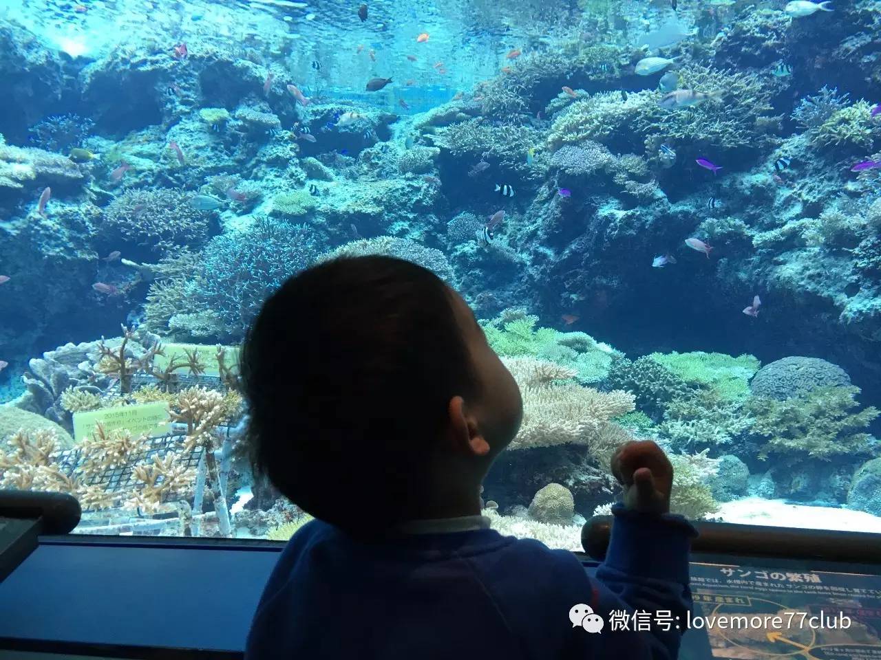 冲绳石垣岛亲子游攻略,冲绳亲子游最佳路线图冬天