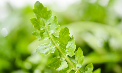 别错过五种常见野菜好吃又营养,春天有什么野菜有药用价值