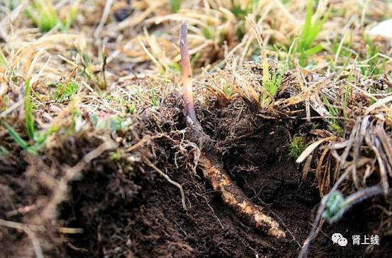 百令胶囊和金水宝治疗肾炎哪个好,金水宝跟百令哪个对肾病有效果