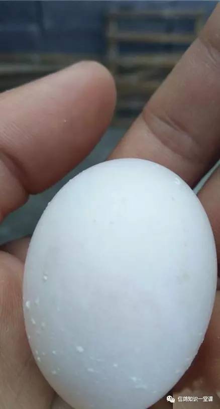 新手前期配对技巧是什么,新手前期应该怎么配队