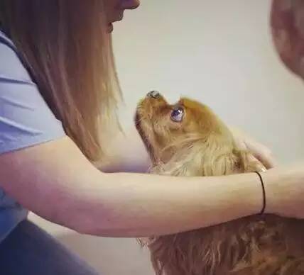 狗狗生病了吃什么食物,狗狗生病了吃点什么好