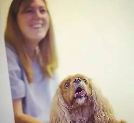 狗狗生病了吃什么食物,狗狗生病了吃点什么好