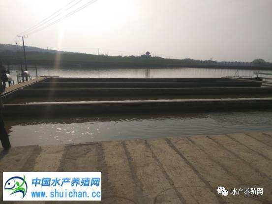 十亩鱼塘如何养出20亩的鱼,10亩鱼池养多少鱼苗