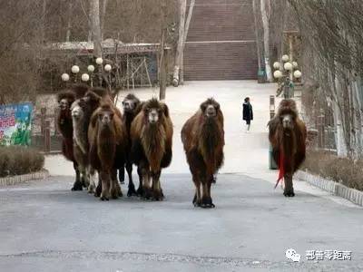 新疆鄯善骆驼,鄯善的骆驼