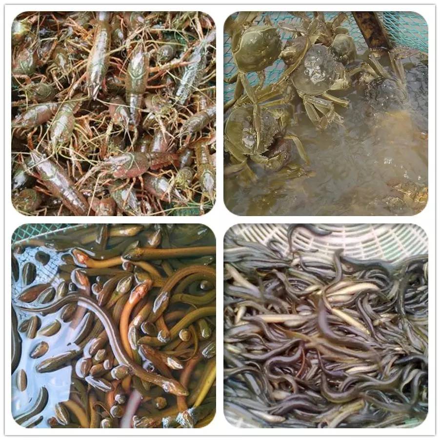 湖北水产三巨头,湖北水产产值