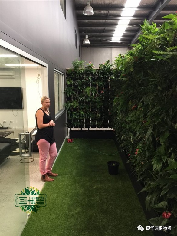 植物补光灯效果图大全,稀罕植物