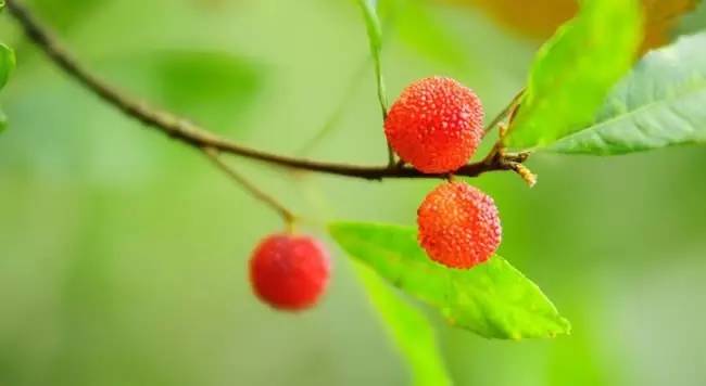 今日关注|您好我叫从化,这是我的最新简历