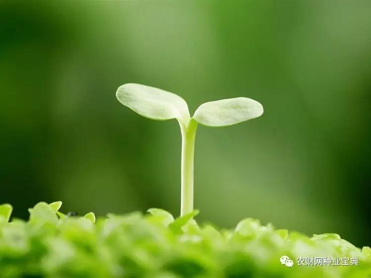 春耕购种需要注意什么,春耕购种须警惕7大套路