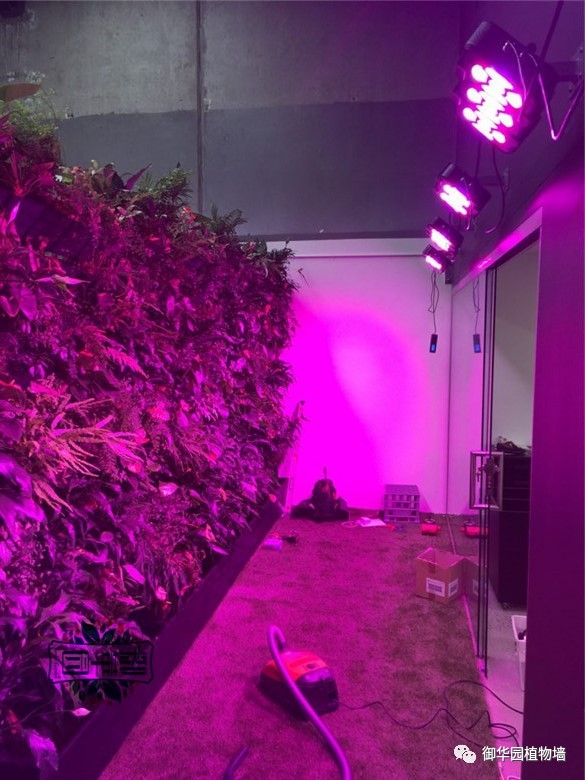 植物补光灯效果图大全,稀罕植物
