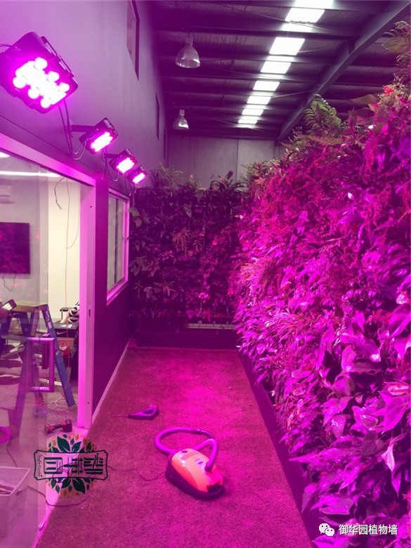 植物补光灯效果图大全,稀罕植物
