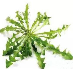 又到挖野菜的季节,又到了挖野菜的季节了是什么意思