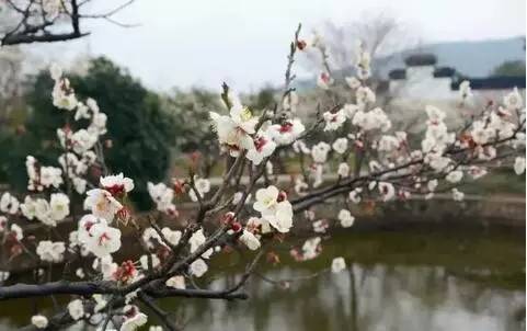 苏州园区赏梅攻略,何时去苏州赏梅最佳