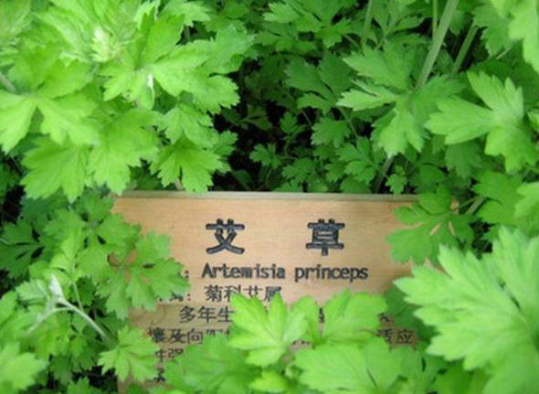 艾草床垫对身体健康有哪些好处,生姜加艾草泡脚对身体有哪些好处