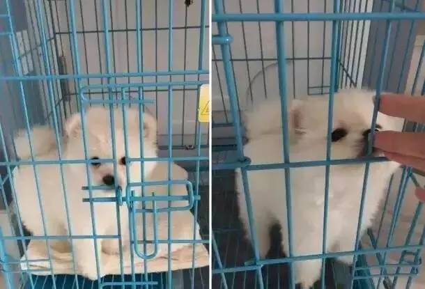 我有犬瘟,但感谢有你!