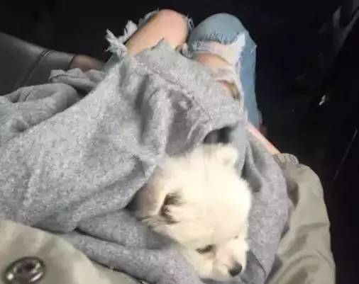 我有犬瘟,但感谢有你!