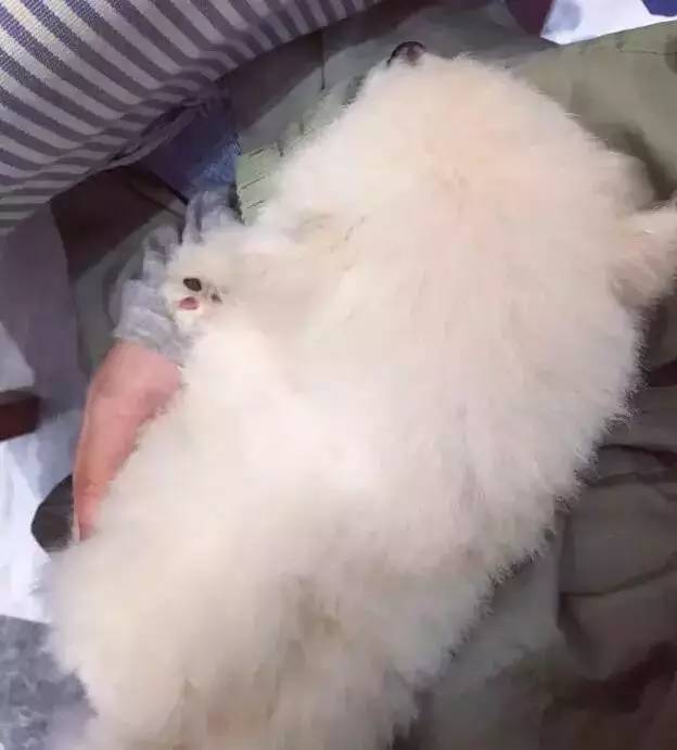 我有犬瘟,但感谢有你!