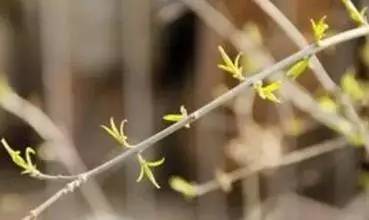 湿气重的喝什么茶护肝护肾,什么茶能护肝祛湿热