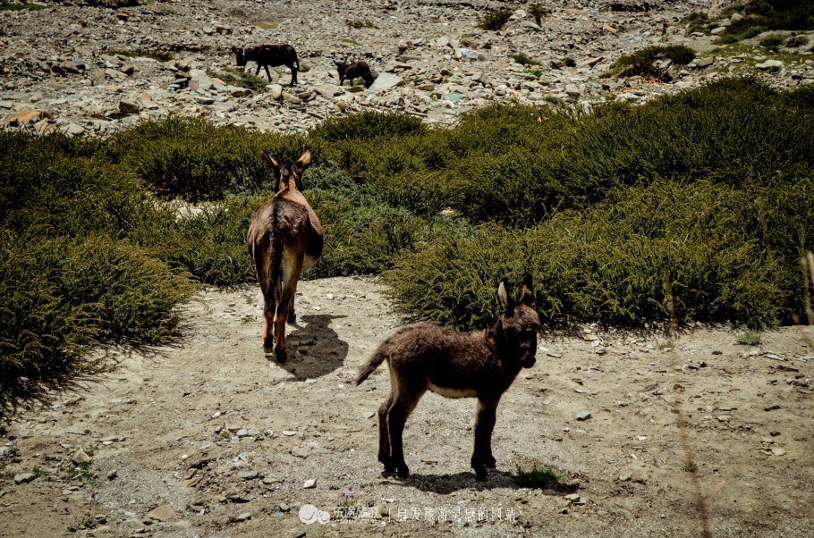 克什米尔徒步最佳路线,夏季二世谷徒步路线