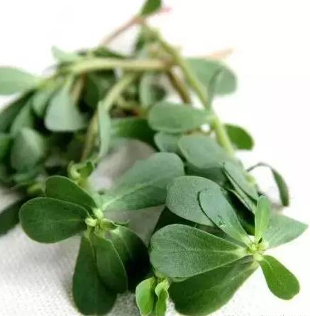 又到挖野菜的季节,又到了挖野菜的季节了是什么意思