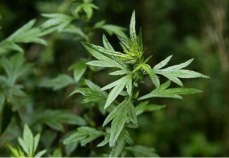 艾草床垫对身体健康有哪些好处,生姜加艾草泡脚对身体有哪些好处