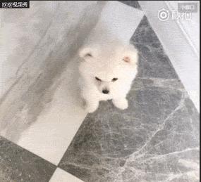 我有犬瘟,但感谢有你!