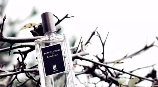 玉兰乌龙茶凤梨酥,乌龙茶凤梨酥