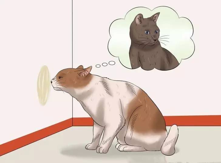 猫主子乱拉尿怎么办,猫主子怎么用棉棒解决