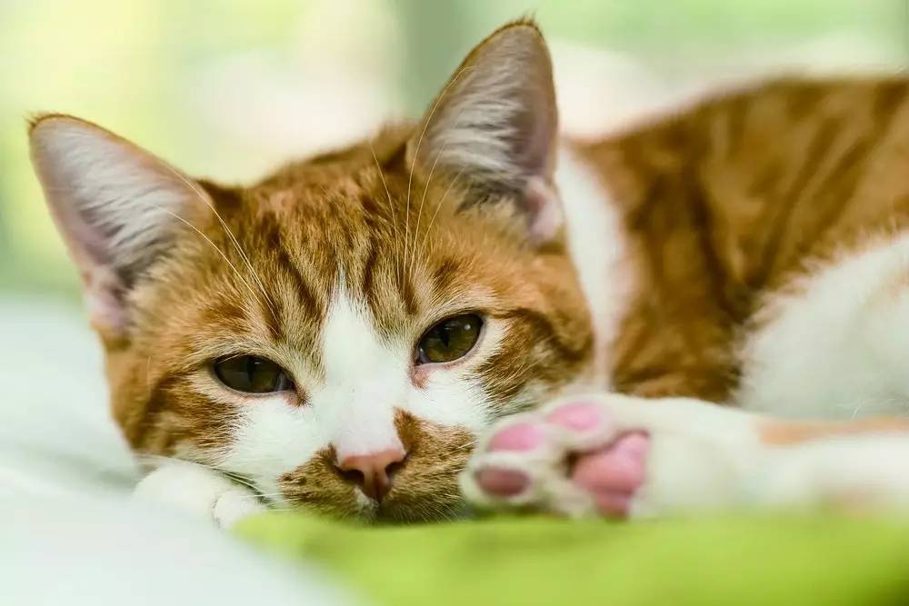 猫主子乱拉尿怎么办,猫主子怎么用棉棒解决