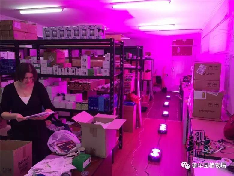 植物补光灯效果图大全,稀罕植物