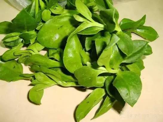 又到挖野菜的季节,又到了挖野菜的季节了是什么意思