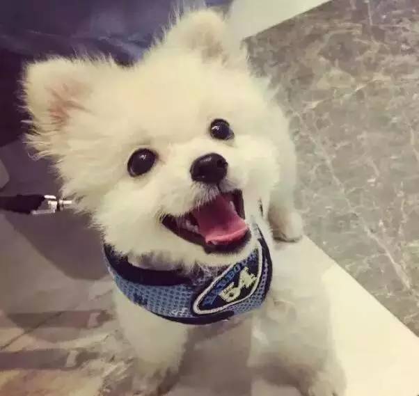 我有犬瘟,但感谢有你!