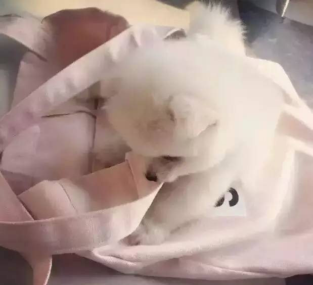 我有犬瘟,但感谢有你!