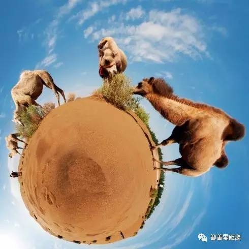 新疆鄯善骆驼,鄯善的骆驼