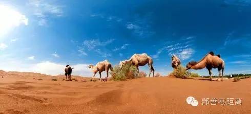 新疆鄯善骆驼,鄯善的骆驼