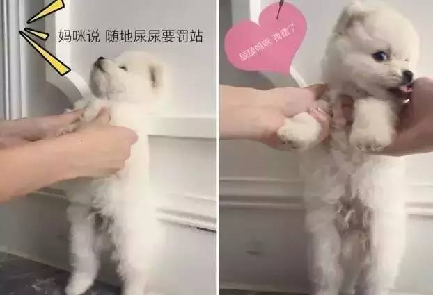 我有犬瘟,但感谢有你!