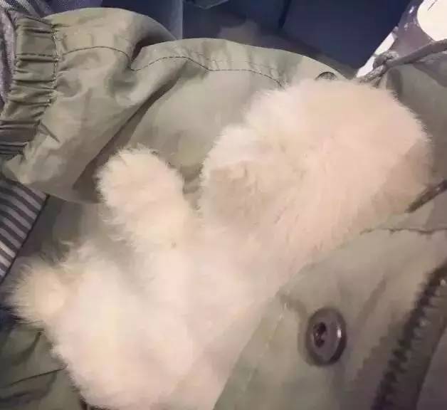 我有犬瘟,但感谢有你!