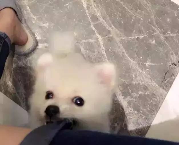 我有犬瘟,但感谢有你!