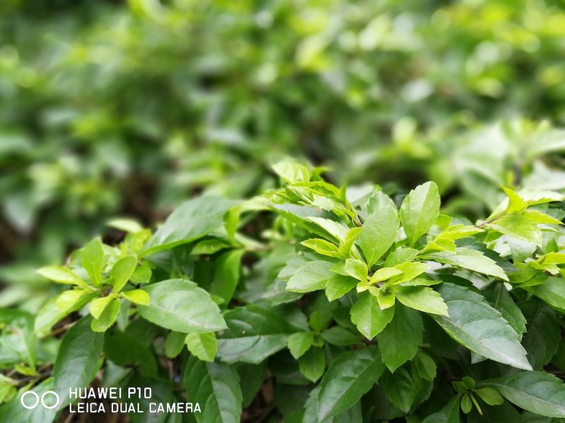 华为p10全面曝光,华为p10测评王者荣耀