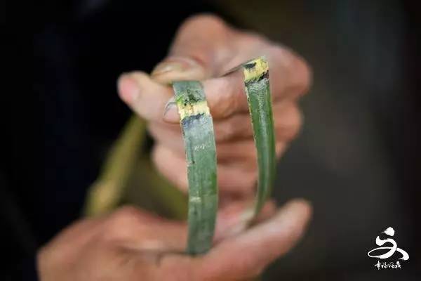 「他们的“江湖”」看点头这双巧手如何玩转竹子!