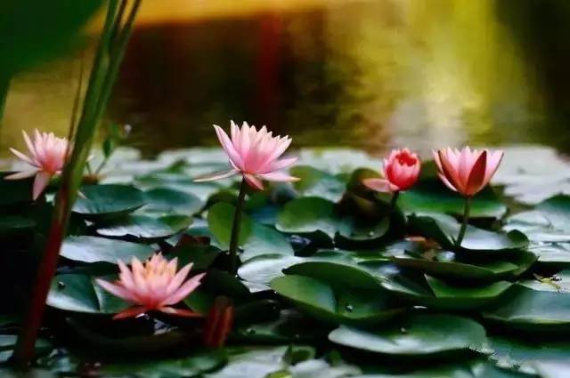 你，为什么离不开石柱！