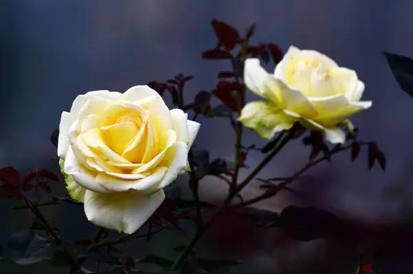 中药红花最多能喝多长时间,中药红花最佳使用方法