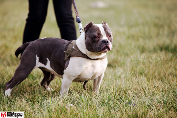 魔兽源犬舍“布兰妮”三岁震撼气质成就犬界恢弘传奇！