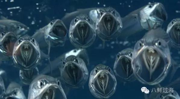 世界上最难吃的食物鲱鱼罐头评论,世界上最臭的鱼鲱鱼